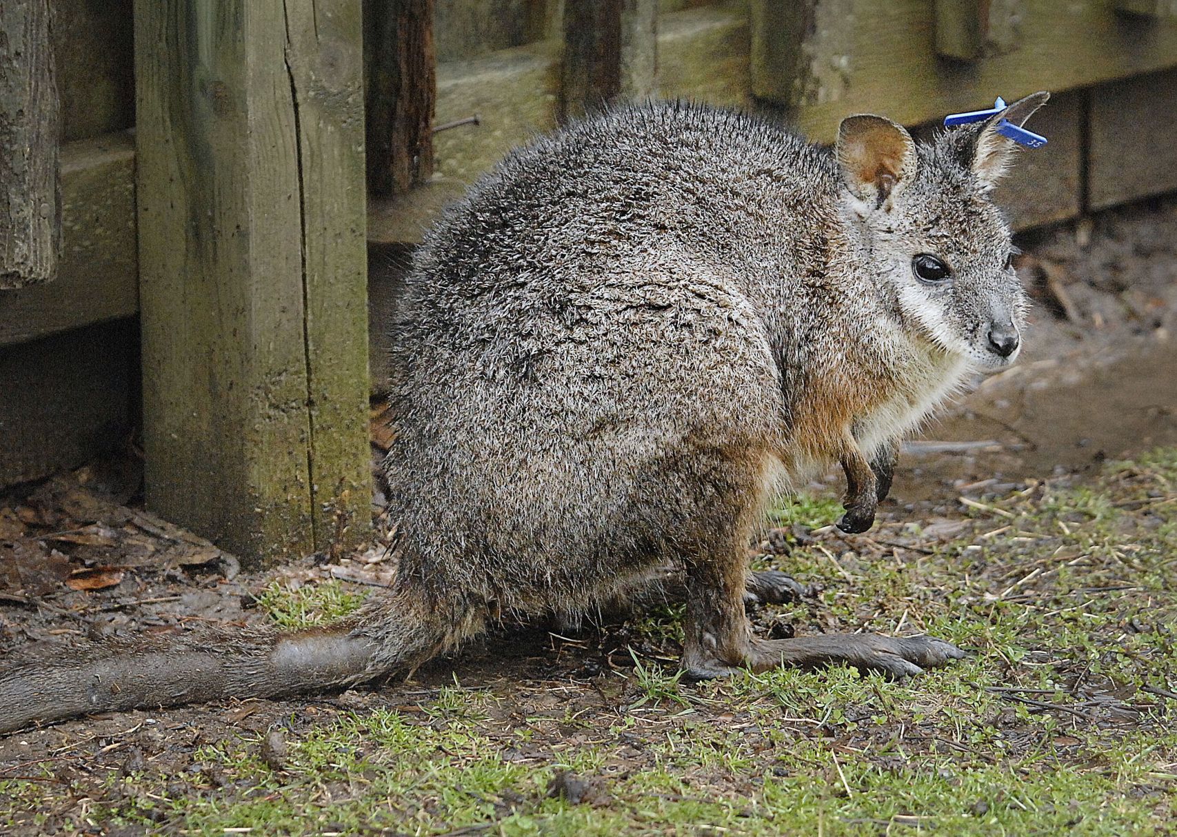 Mother wallaby